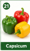 Capsicum