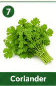 Coriander