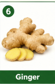 Ginger