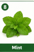 Mint
