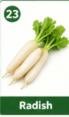 Radish