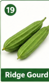 Ridge Gourd