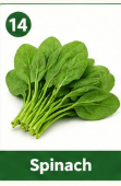 Spinach