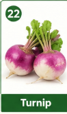 Turnip